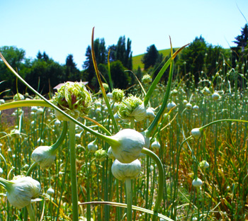 Mature garlic scapes hold small bulblets by Susan Fluegel at Grey Duck Garlic